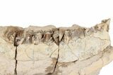 Fossil Oreodont (Merycoidodon) Partial Mandible - South Dakota #198227-4